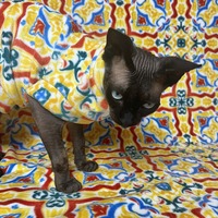 Tiled In (Yellow) - Luxe Fleece - Thumbnail 2