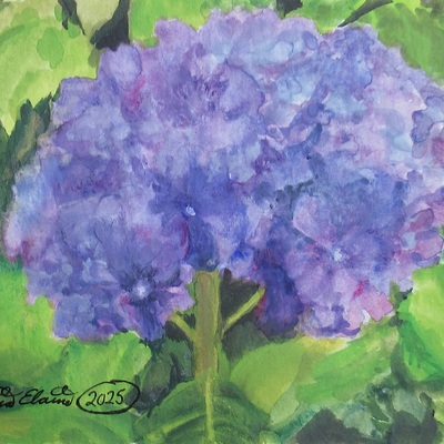 "hydrangea" nature inspired artwork by n.e.thompson, art print