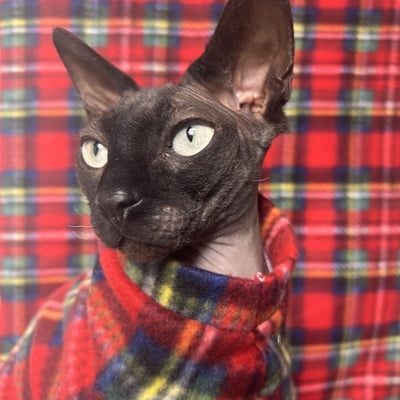 Kris kringle - fleece