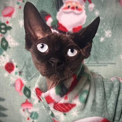 Santa on-the-go - luxe fleece