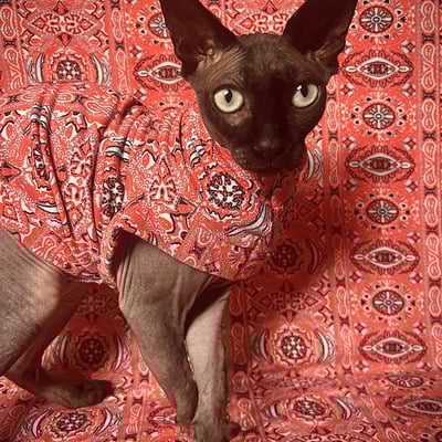 Best ornament under the tree - sleepwear