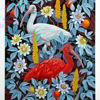 "Ibises" by Vasilisa Romanenko, Limited Edition Archival Pigment Print - Thumbnail 1
