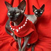 Pearl Necklace Yeezus - Thumbnail 4