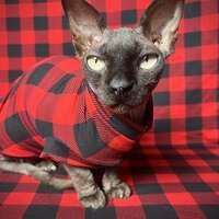 Red Buffalo Plaid - Sleepwear - Thumbnail 1