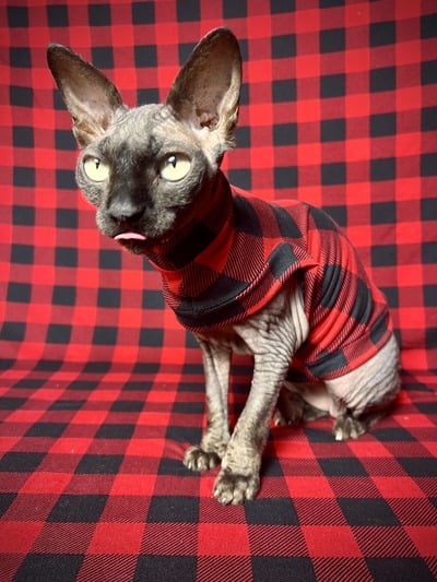 Red Buffalo Plaid - Sleepwear