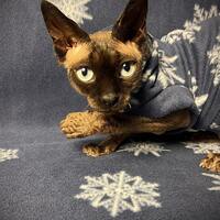 My First Snow - Luxe Fleece - Thumbnail 1