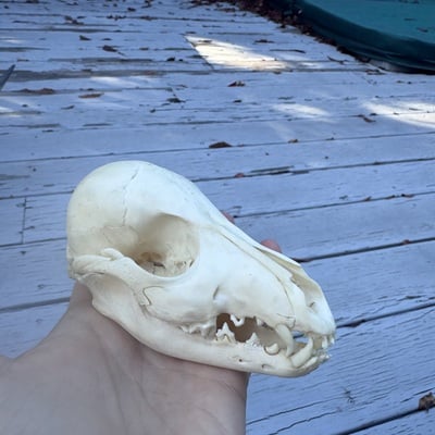 Baby canid (fox? coyote?) skull