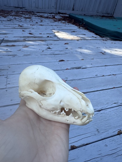 Baby canid (fox? Coyote?) Skull