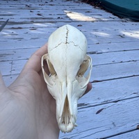 Baby canid (fox? Coyote?) Skull - Thumbnail 3