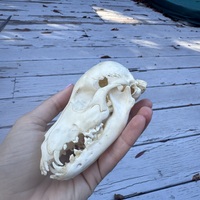 Baby canid (fox? Coyote?) Skull - Thumbnail 4