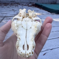 Baby canid (fox? Coyote?) Skull - Thumbnail 7