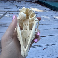 Baby canid (fox? Coyote?) Skull - Thumbnail 8