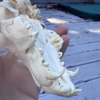 Baby canid (fox? Coyote?) Skull - Thumbnail 9
