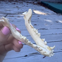 Baby canid (fox? Coyote?) Skull - Thumbnail 12