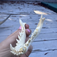 Baby canid (fox? Coyote?) Skull - Thumbnail 15