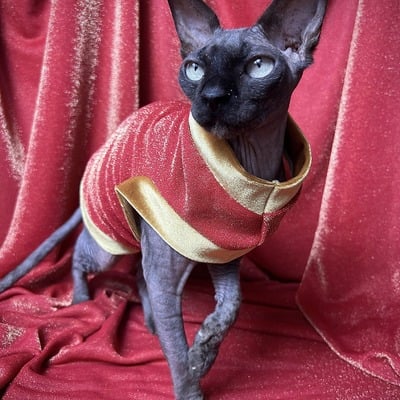 Gold shimmer - velvet