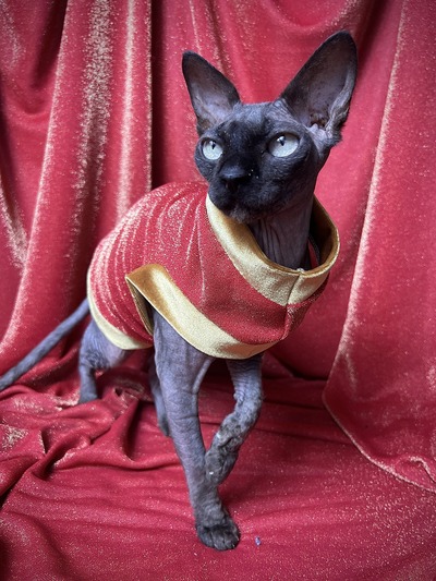 Gold Shimmer - Velvet