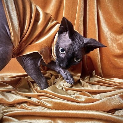 I’m golden - velvet