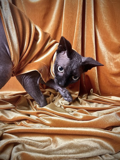 I’m Golden - Velvet