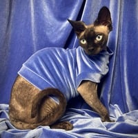 Silver Blue - Velvet - Thumbnail 2