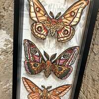 "Saturniidae" Limited Edition Print Shadowbox - Thumbnail 2