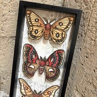 "Saturniidae" Limited Edition Print Shadowbox - Thumbnail 3