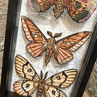 "Saturniidae" Limited Edition Print Shadowbox - Thumbnail 1