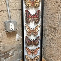 "Saturniidae" Limited Edition Print Shadowbox - Thumbnail 4