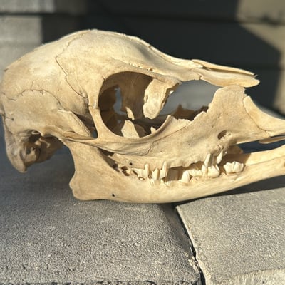 Baby deer skull (imperfect)