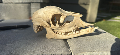 Baby Deer Skull (Imperfect)