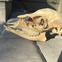 Baby Deer Skull (Imperfect) - Thumbnail 1