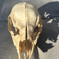 Baby Deer Skull (Imperfect) - Thumbnail 2