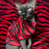 Love Zebra - Velvet - Thumbnail 1