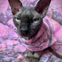 In The Pink Camo - Thumbnail 2