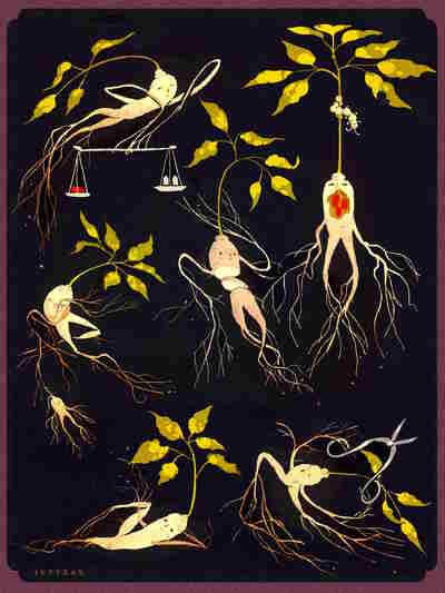 Ginseng Agony print