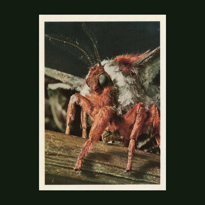 Primitive wings 'morphosis' cd