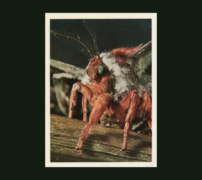 Primitive Wings 'Morphosis' CD