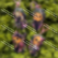 Secret Menu - Thumbnail 1