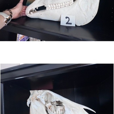 Horse skull with mandible — good on one side 