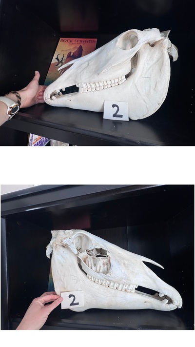 Horse skull with mandible — good on one side 