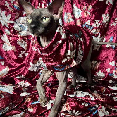Burgundy bloom - velvet