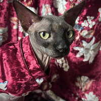 Burgundy Bloom - Velvet - Thumbnail 2
