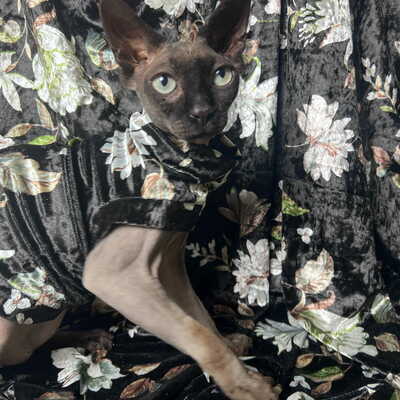 Black bloom - velvet - Thumbnail 1