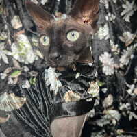 Black Bloom - Velvet - Thumbnail 1
