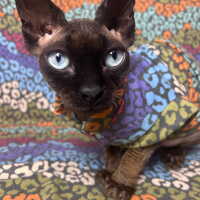 Pastel Leopard Sweaterknit - Thumbnail 1