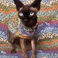 Pastel Leopard Sweaterknit - Thumbnail 2