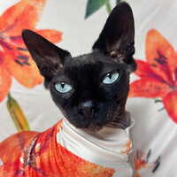 Stargazer Lilies - Sleepwear - Thumbnail 1