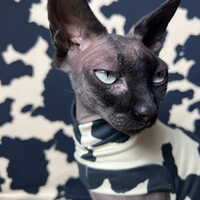 Mooooooo! - Sleepwear - Thumbnail 2