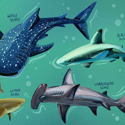 Shark study print