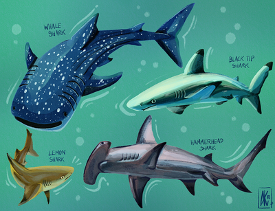 Shark study print